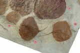 Plate with Eight Fossil Leaves (Three Species) - Montana #270220-6